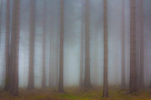 Abstract image of the haunted forest in fog