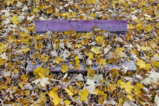 Image of the bench covered in fallen leaves