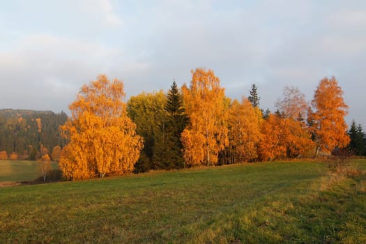 Image of the trees in autumn - colorful autumn