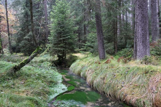 Forest stream in autumn forest