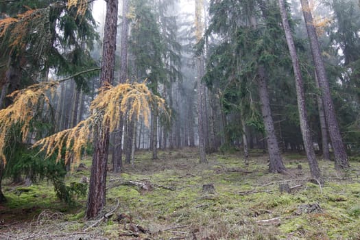 Image of the autumn soniferous forest - Slavkov Forest, Carlsbad Highlands, Czech republic