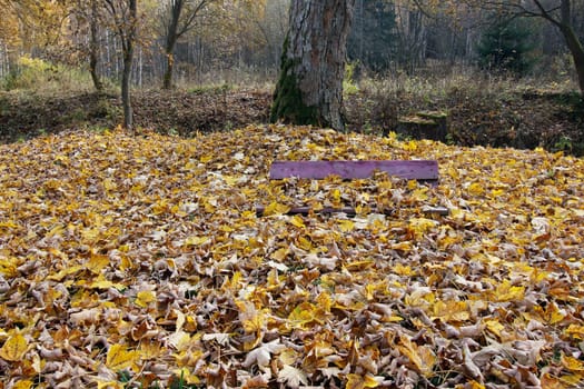 Image of the bench covered in fallen leaves
