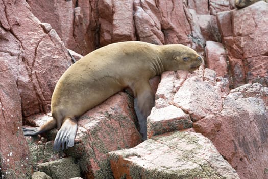 Sea lions fighting for a rock in the peruvian coast at Ballestas islands Peru..