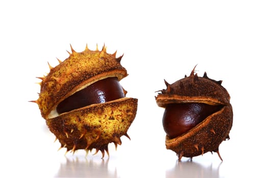 two chestnuts