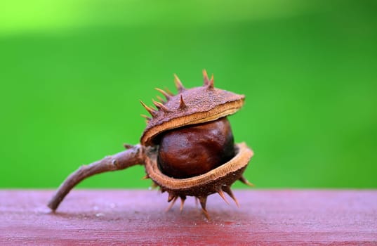 chestnut
