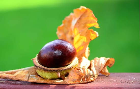 chestnut