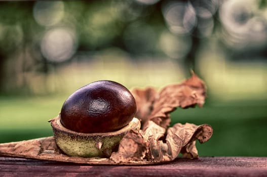chestnut