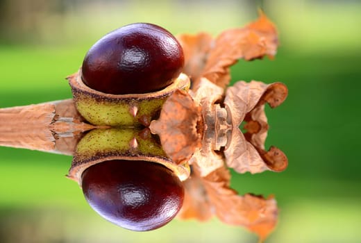 Chestnut with reflection