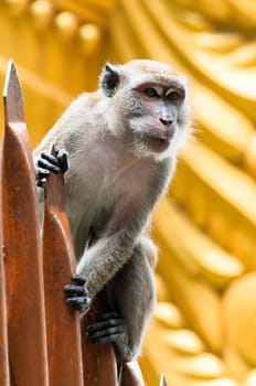 A monkey perches on the staircase at Batu Caves in Malaysia.