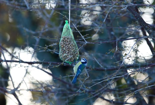 one little beutiful bird its a blue tit watching and eating