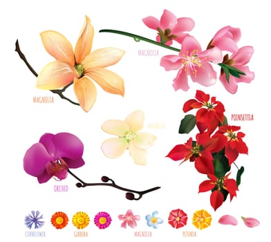 Flowers illustration on a white background.