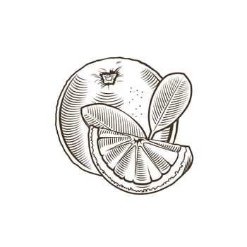 Orange in vintage style. Line art illustration.