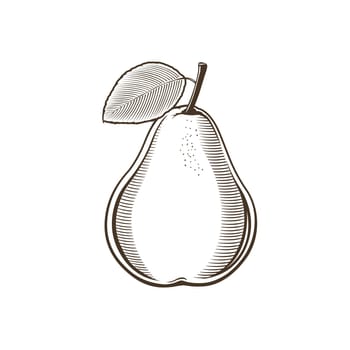 Pear in vintage style. Line art illustration.