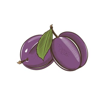 Plums in vintage style. Line art illustration.