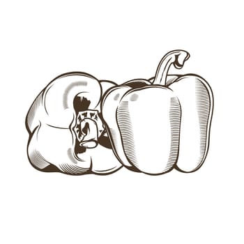 Bell-peppers in vintage style. Line art illustration.