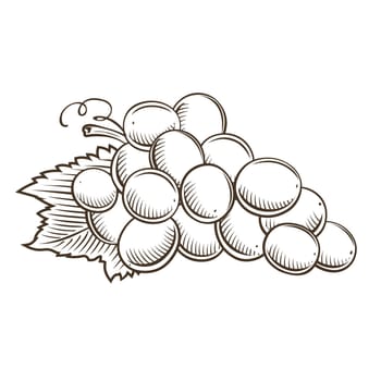 Grapes in vintage style. Line art illustration.
