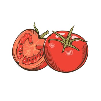Tomatoes in vintage style. Line art illustration.
