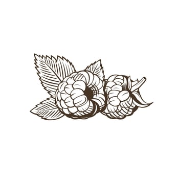 Raspberry in vintage style. Line art illustration.