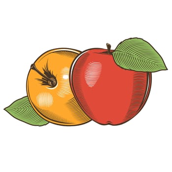 Apples in vintage style. Line art illustration.