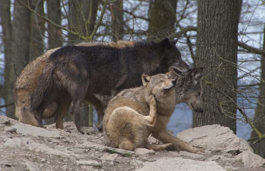 Timberwolf