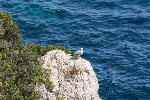 Seagull on rocks in the background the sea on the steep west coast of Mallorca. .