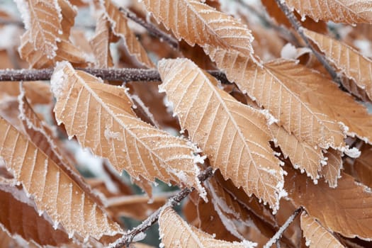 leaves