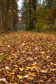 forest path