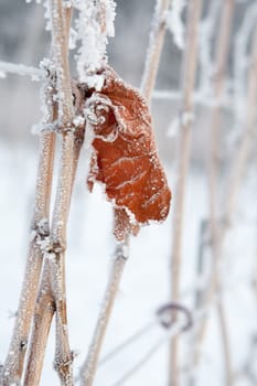 Leaf in winter