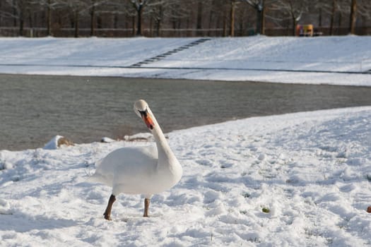 Swan in winter