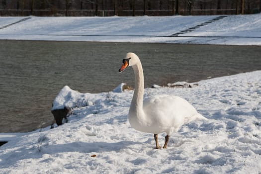 Swan in winter