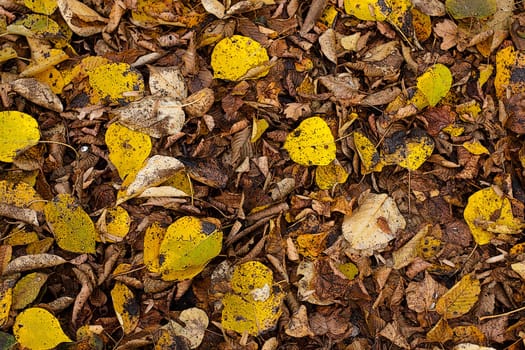 (Fall foliage) or (fall leaves) or (autumn leaves)