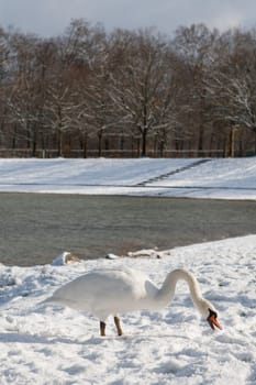 Swan in winter
