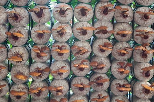 Fresh reishi mushroom for display, stock photo