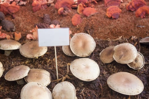 Fresh portobello mushrooms for display, stock photo