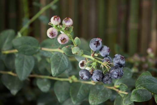 Blueberries ripening on the bush, stock photo