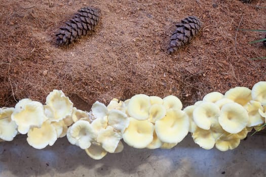 Fresh oyster mushrooms for display, stock photo
