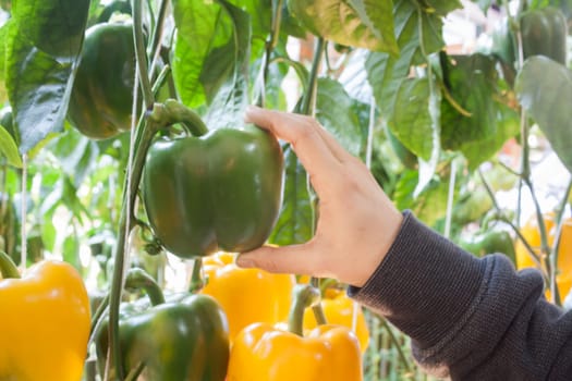 Yellow and green pepper capsicum on the pepper tree, stock photo