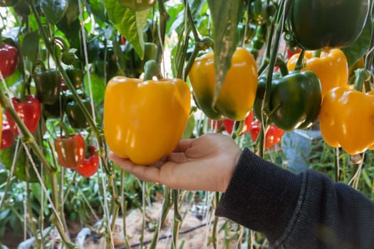 Yellow and red pepper capsicum on the pepper tree, stock photo