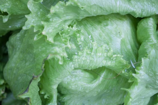 Closeup of green Iceberg lettuce, stock photo