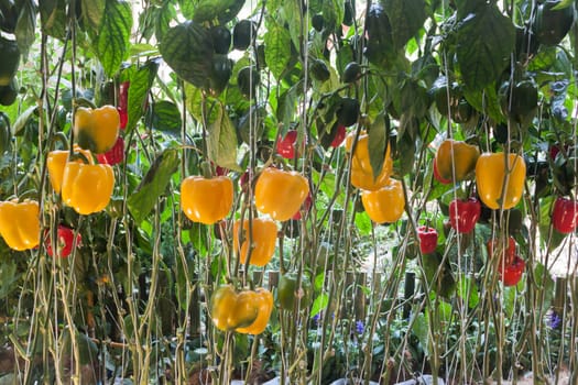 Yellow and red pepper capsicum on the pepper tree, stock photo