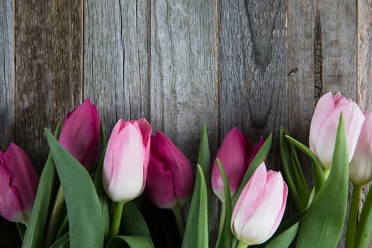Pink and purple tulips on wooden background with copy space.