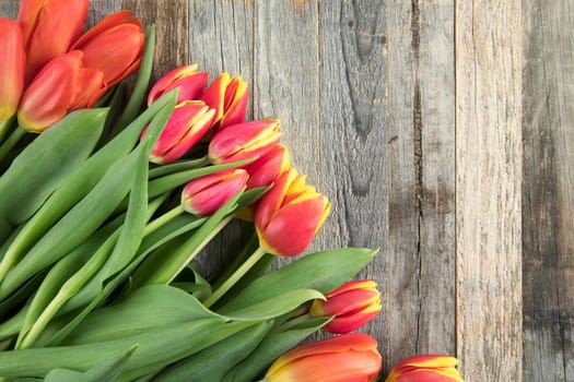 Red and Yellow tulips on wooden background with copy space.