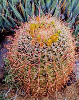 Barrel Cactus in bloom