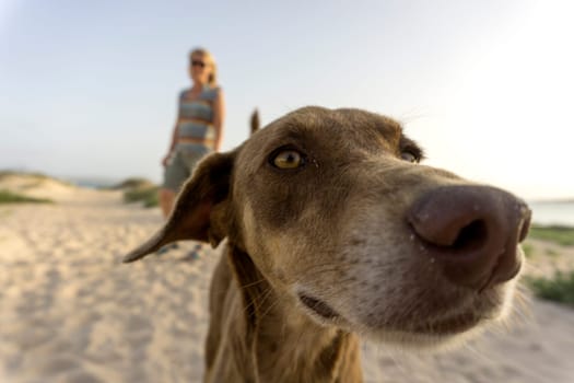 A dog looking into the camera at a snady beach