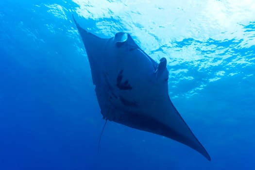 A manta ray swimming in blue waters outside Bali Indonesia