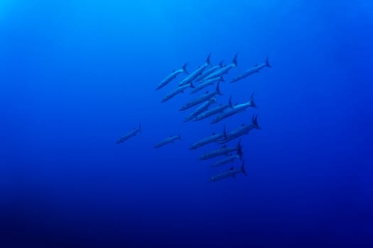 A school of Barracudas swimming in blue water