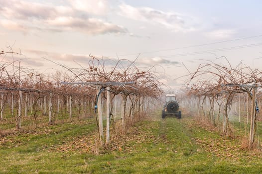 Agriculture work. Treatment pesticide to fruit trees. Kiwi trees. In a winter day.