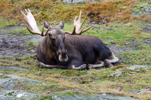 one big mosse lay on the grass and resting