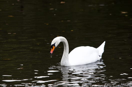 one beutiful white swan swim in the lake loking for food