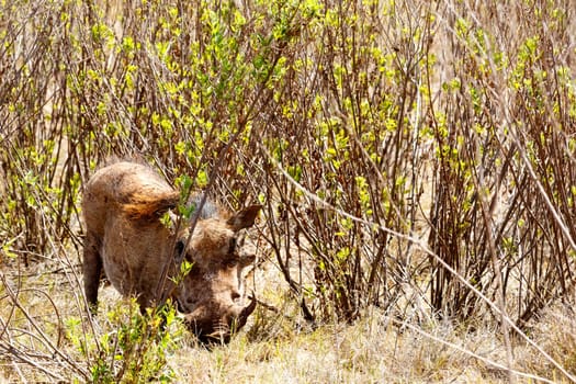 Warthog hiding in the bushes